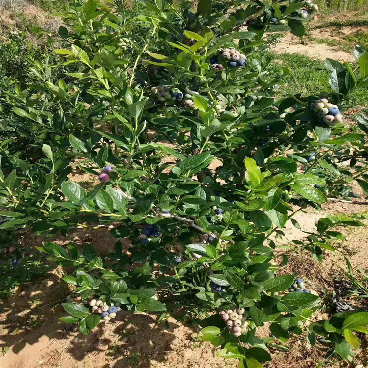 泰安凯越 薄雾蓝莓苗种植基地 杜克蓝莓苗种植基地联系方式